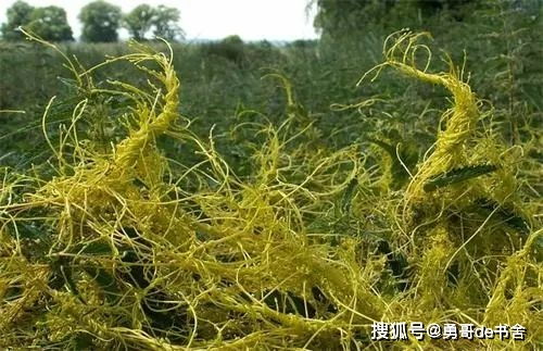 拔掉还能长，对作物祸害很大，农民遇到都怕，却有人种它致富