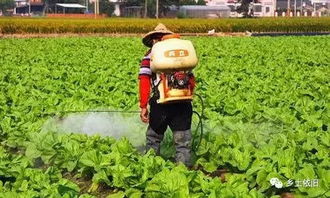 为了绿色，农作物不喷洒农药 理想与现实之间的平衡